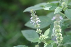 Ocimum americanum